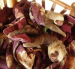 Baby 2-toed sloths in the loft