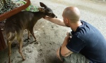 jamie and the baby Deer, Chai