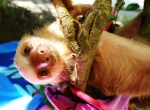 Jeremy the baby sloth